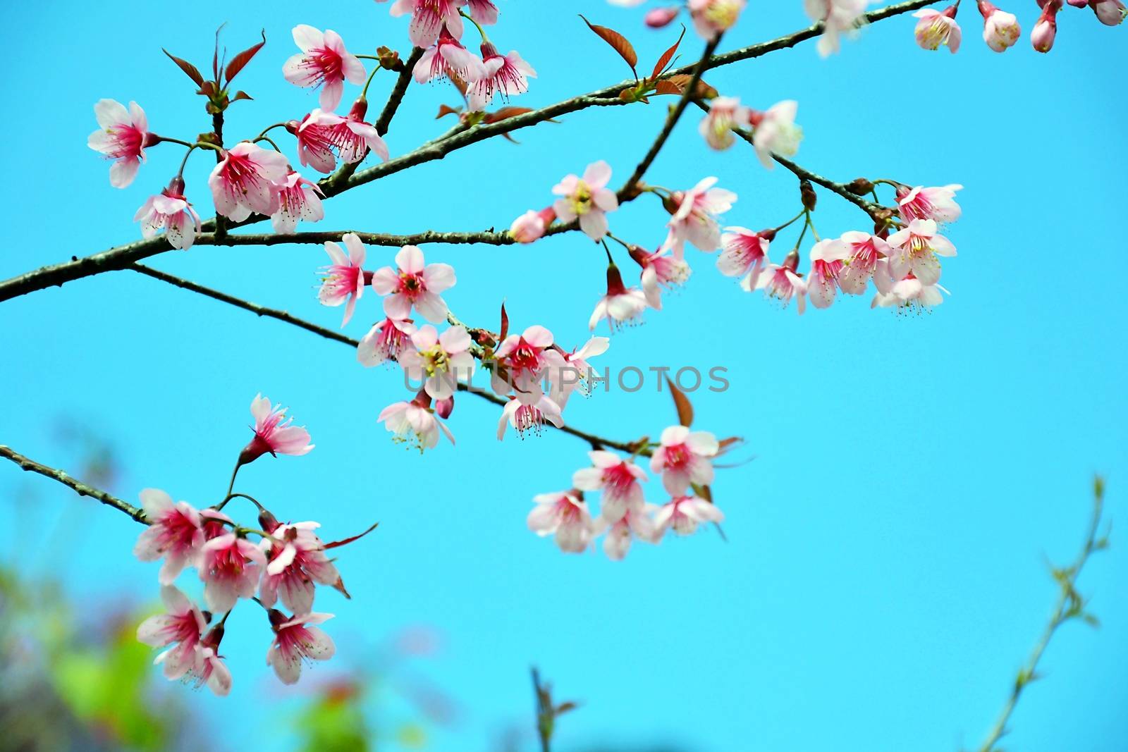 Beautiful Wild Himalayan Cherry blossom in north of Thailand with Blue Sky