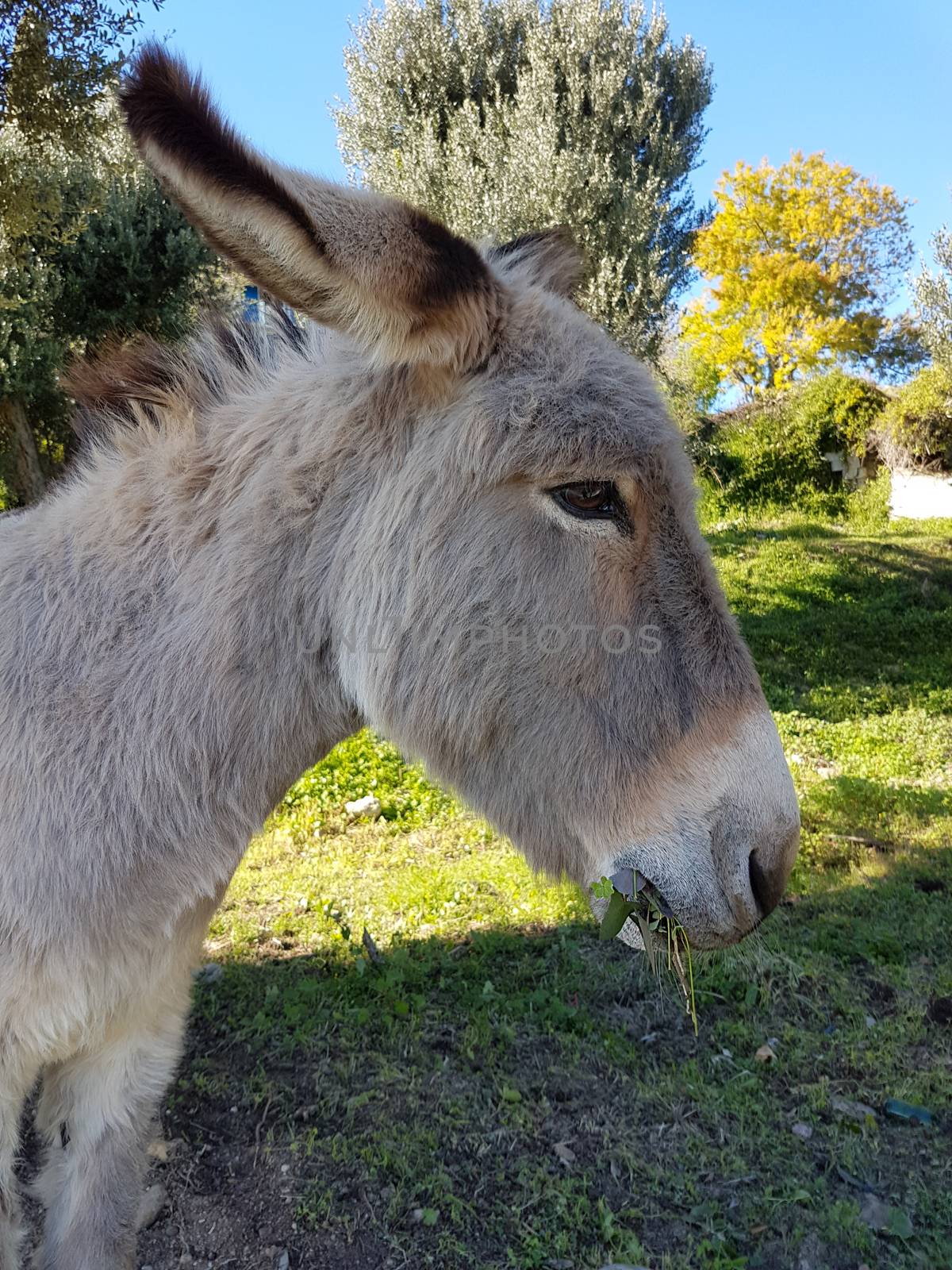 Donkey Eating Grass by bensib