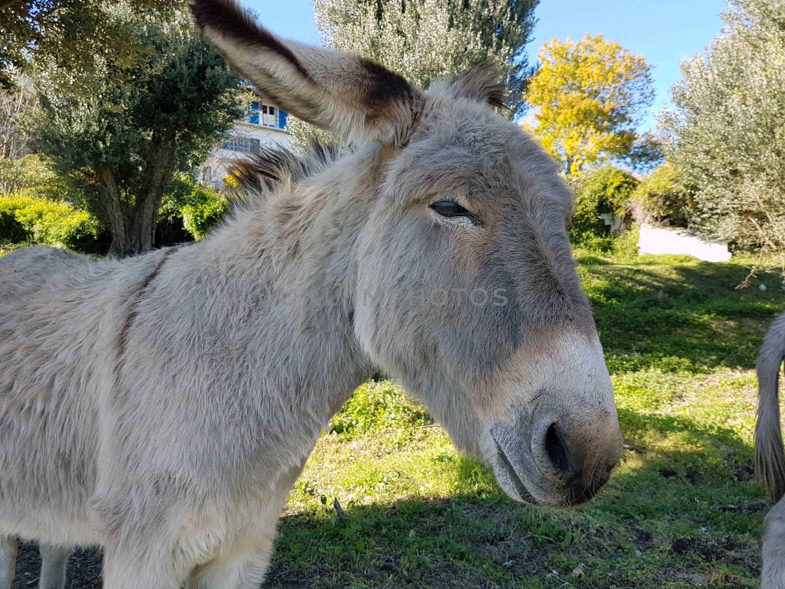 Beautiful Donkey by bensib