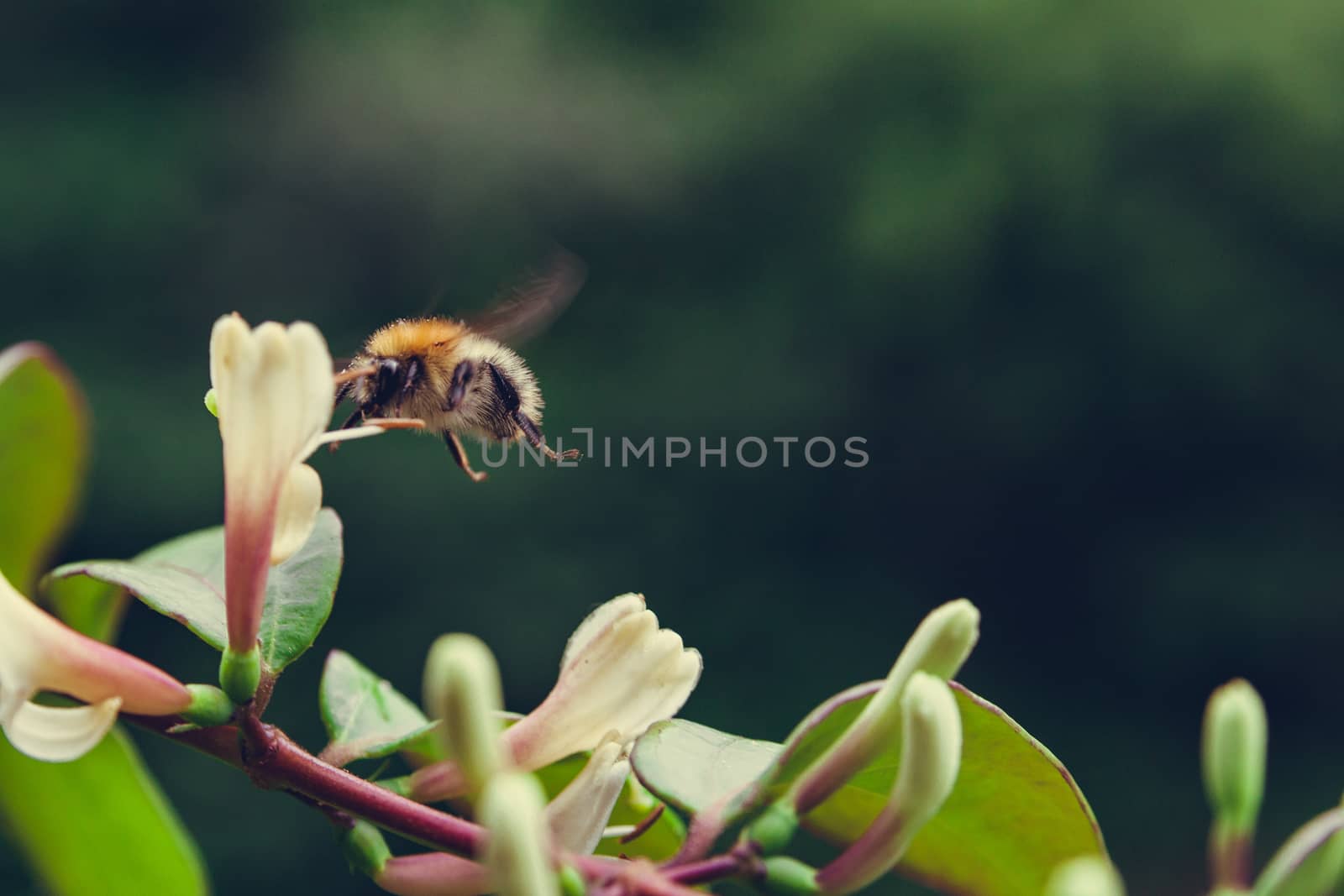 Honey bee hovering over a flower