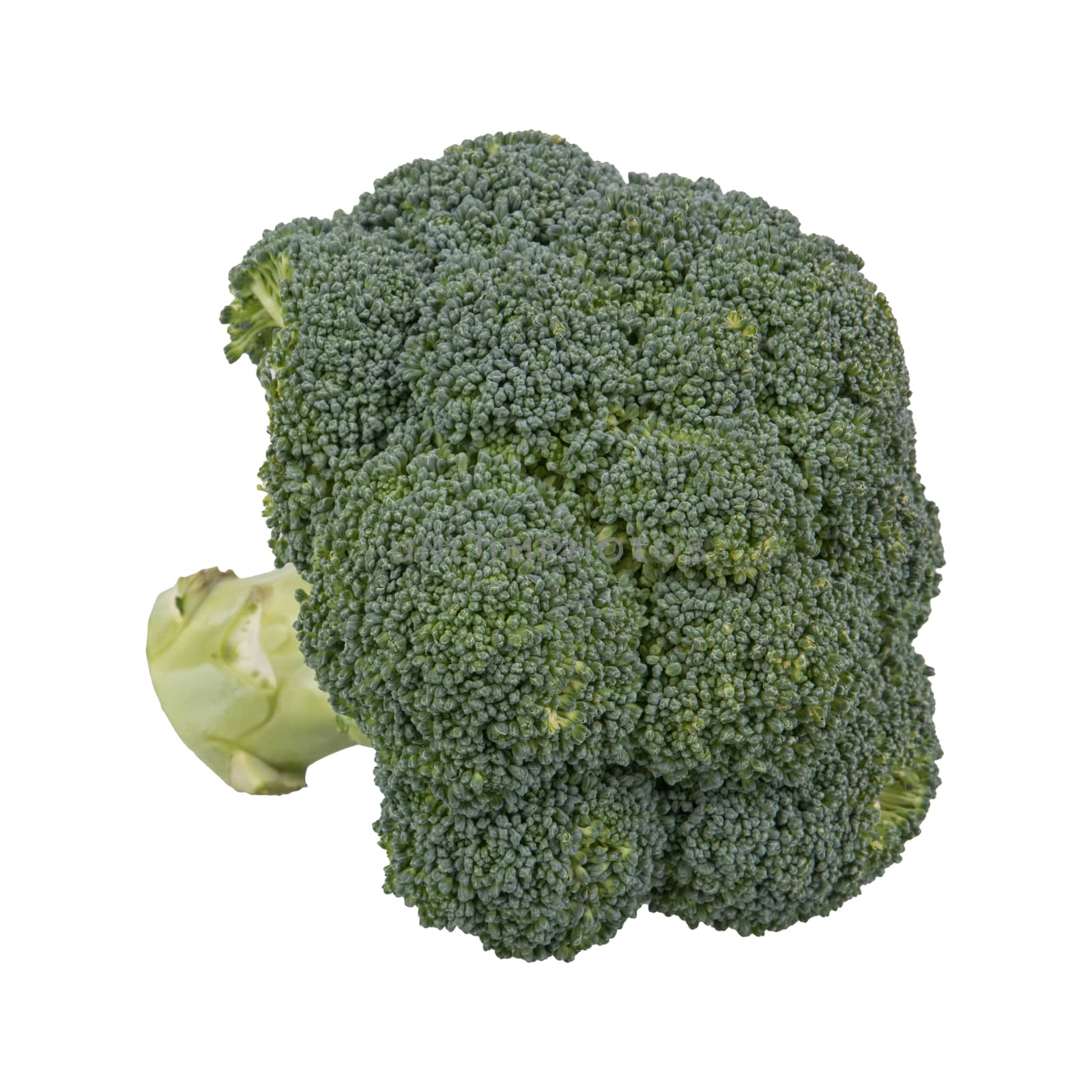 Fresh brocoli isolated on a white background