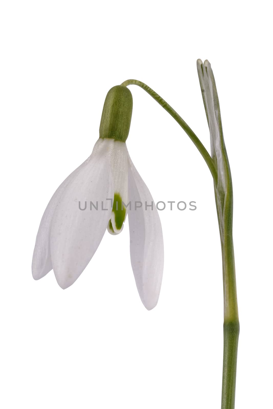 Snowdrop (Galanthus nivalis) isolated on a white background