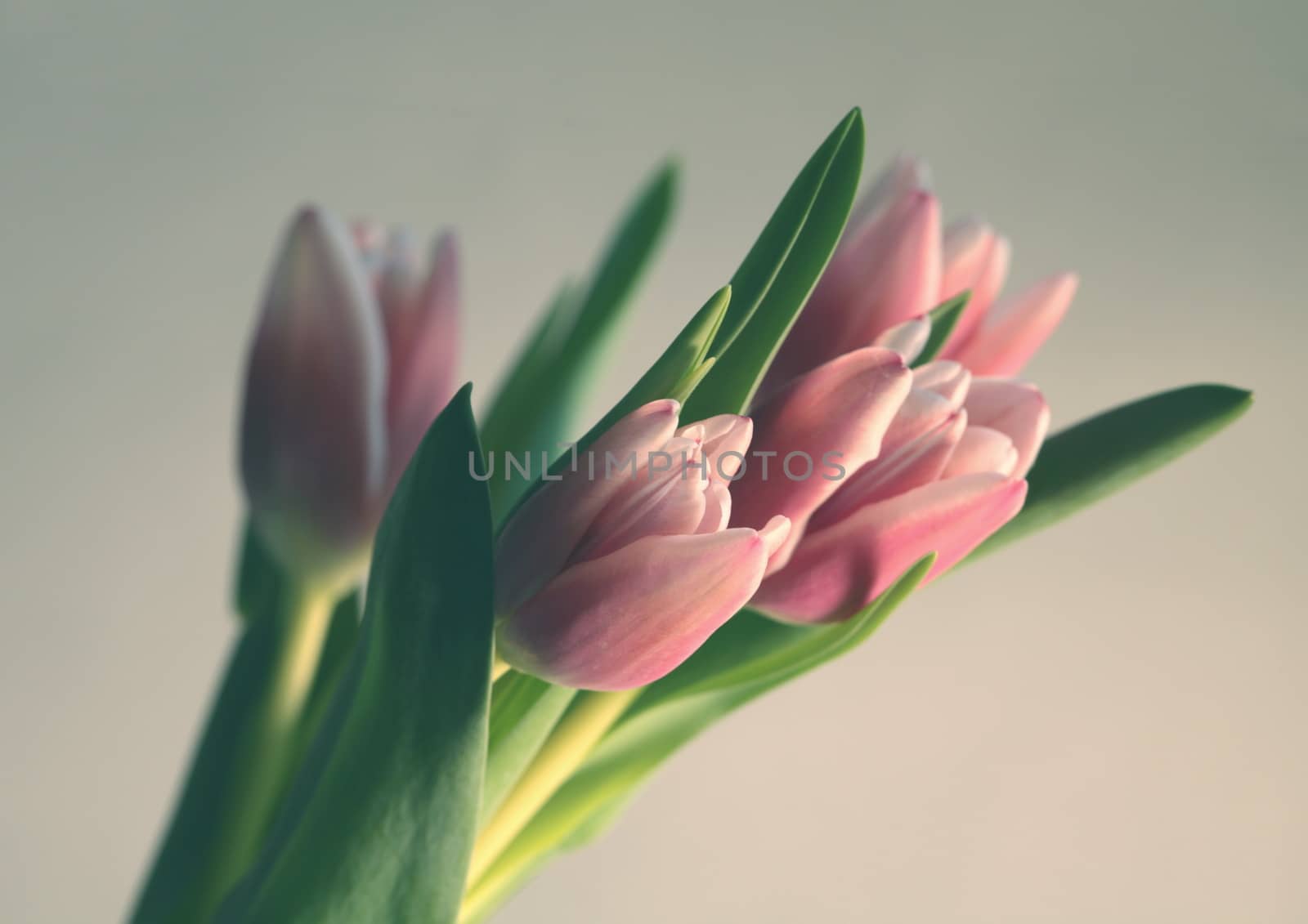 Beautiful bouquet Tulips gently pink color easter Spring time