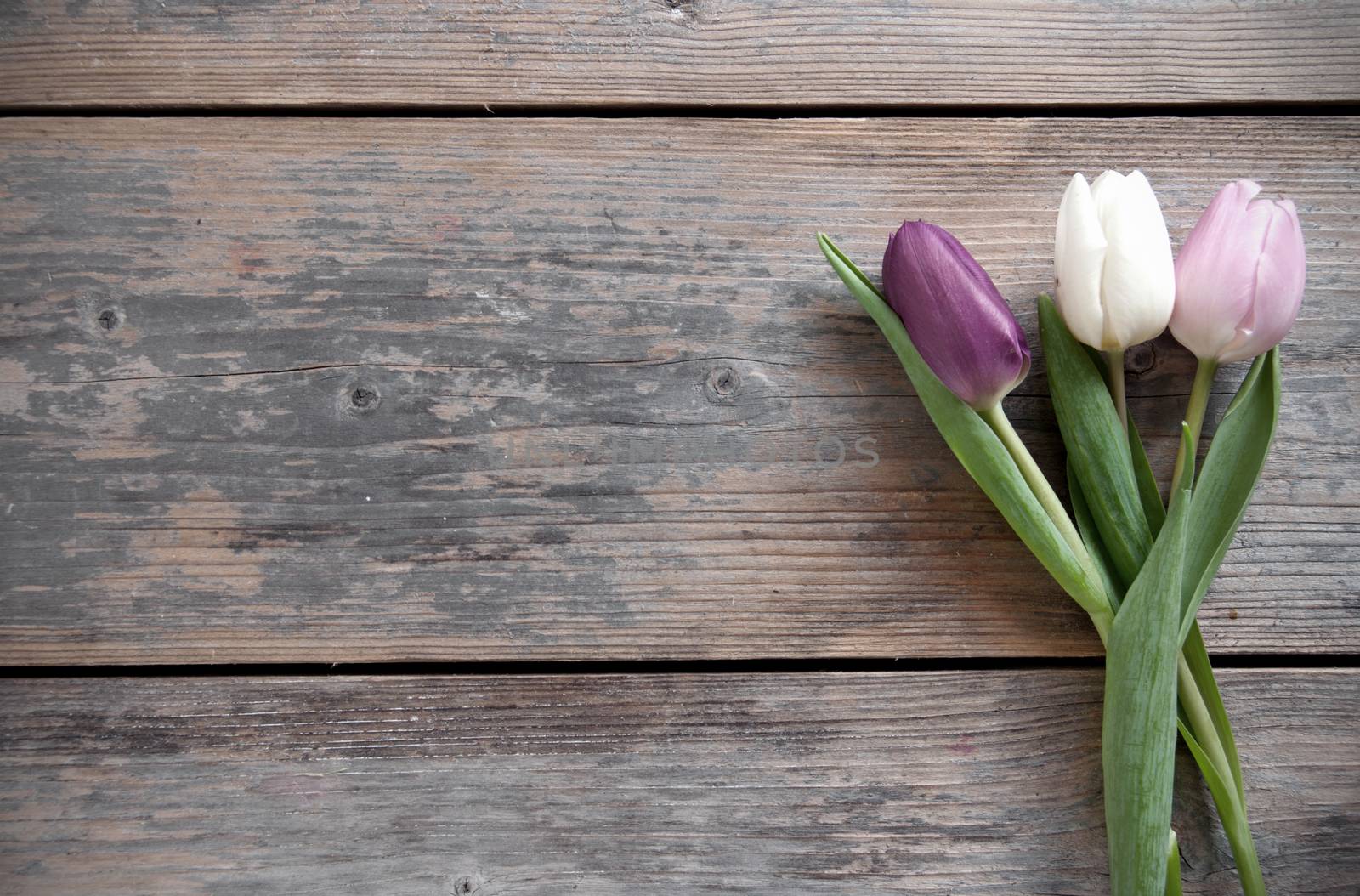 Spring tulips on a wooden background with space