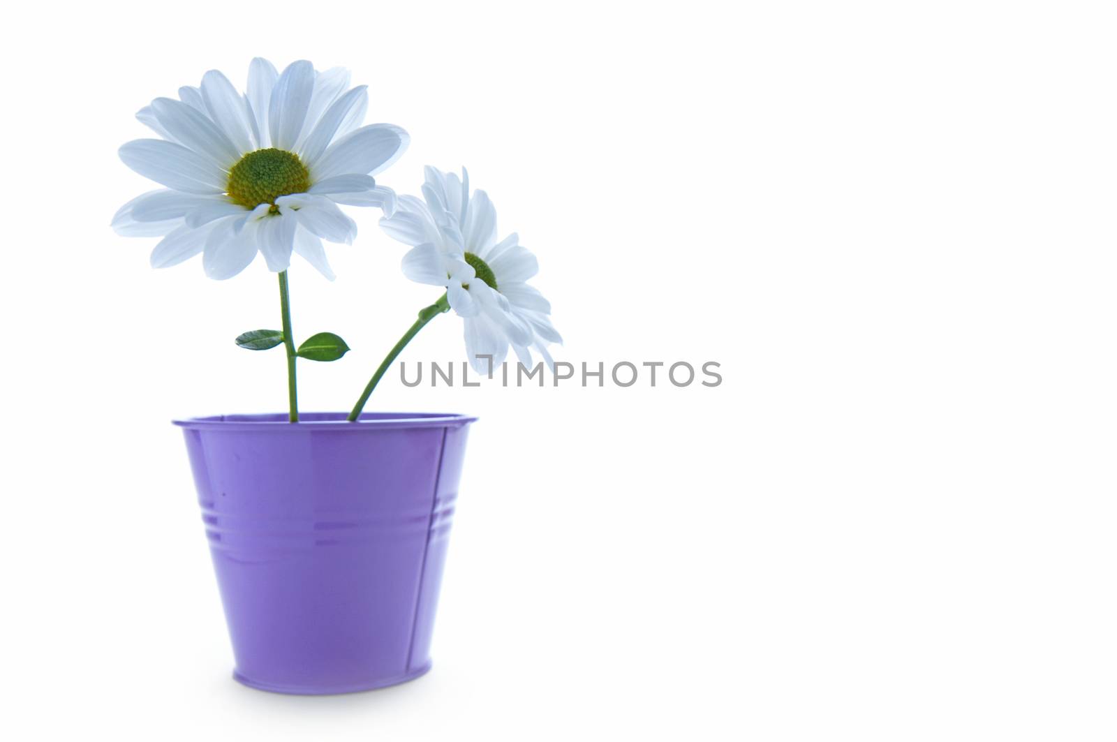 Two isolated white spring daisies in a plant pot with space for text