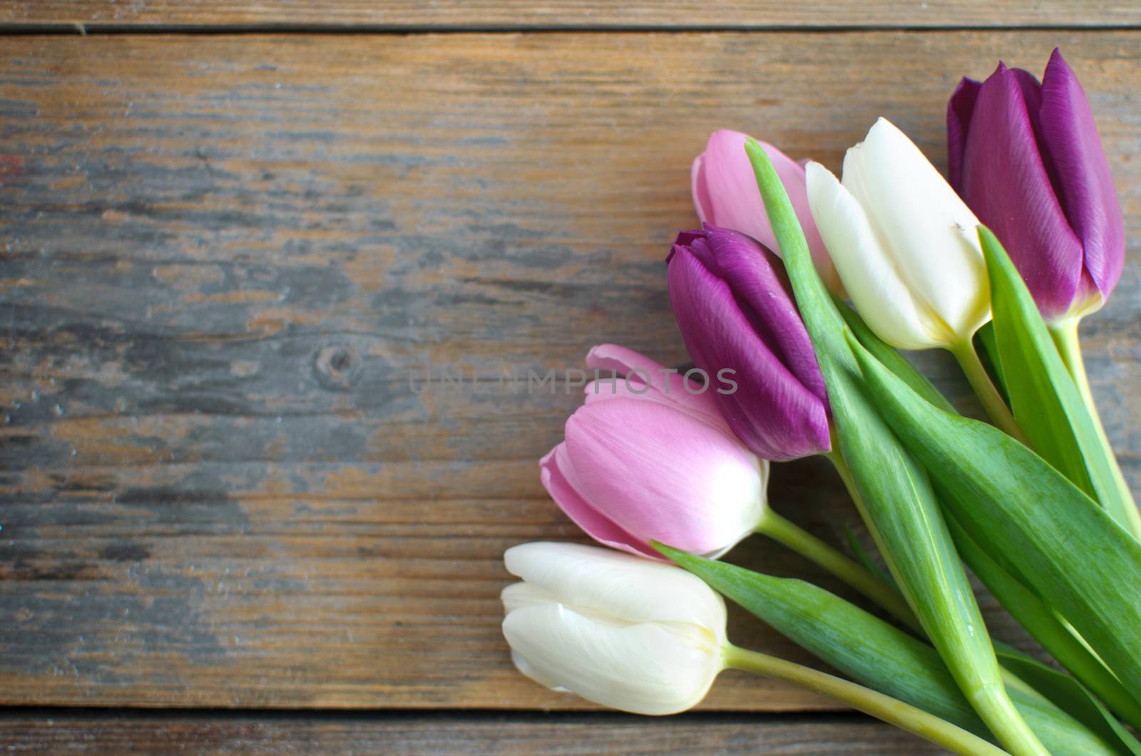 Tulips on wooden background by unikpix