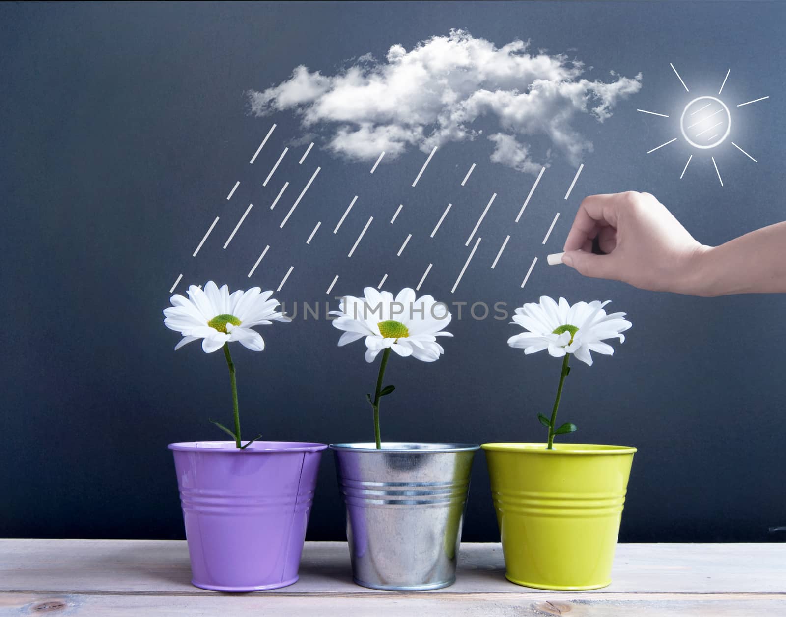 Spring daisies inside pots with clouds, and rain being sketched on a chalkboard