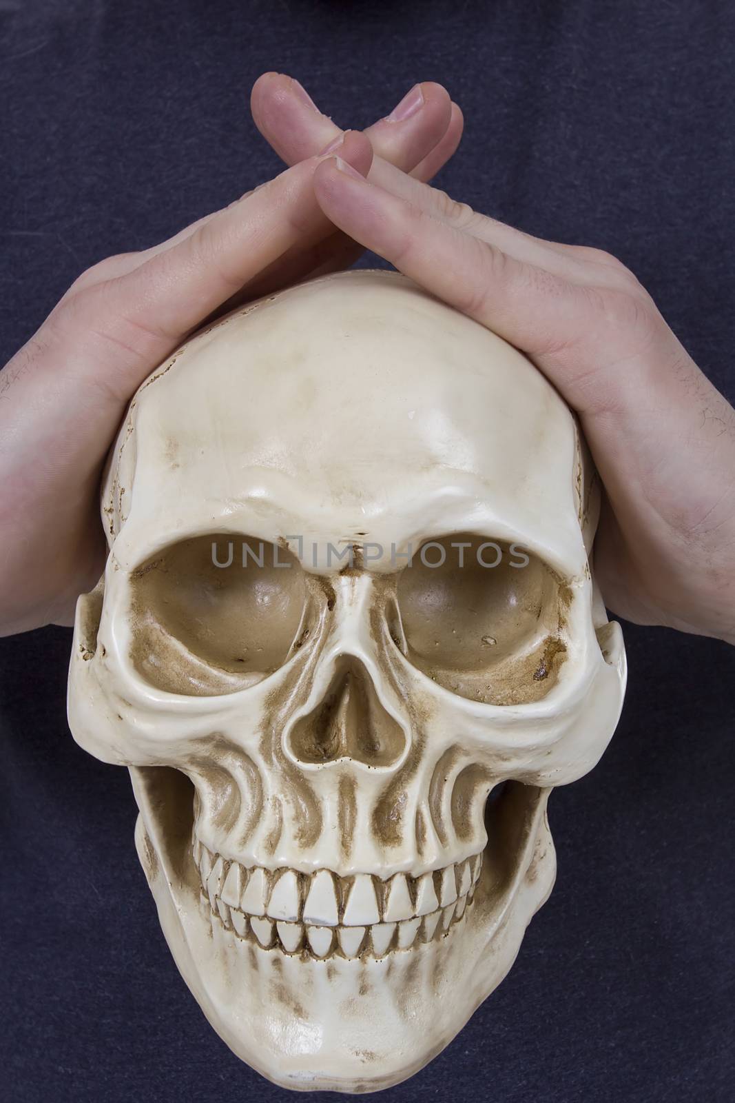 Human skull in human hands on a blue background