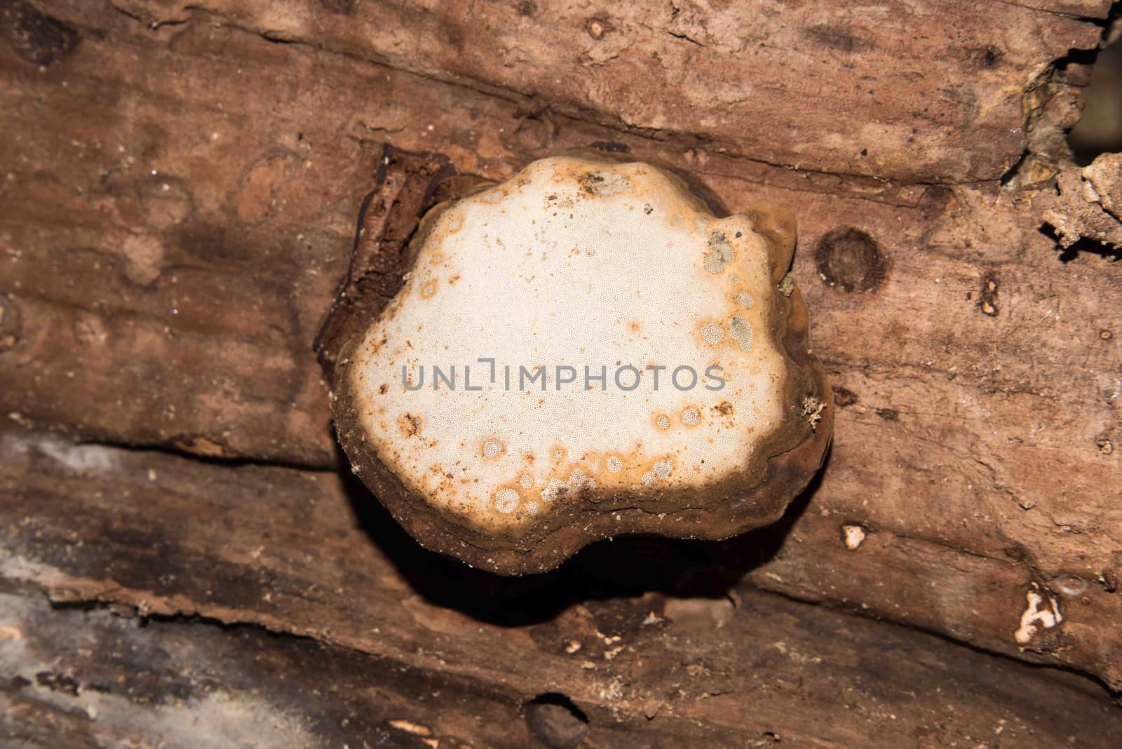 Natural mushroom pattern on the tree log in Spreng.