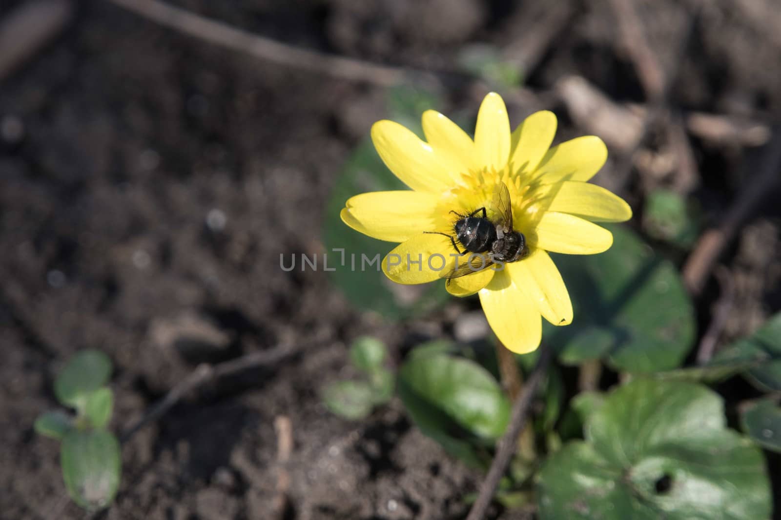 Bee on yellow flower background