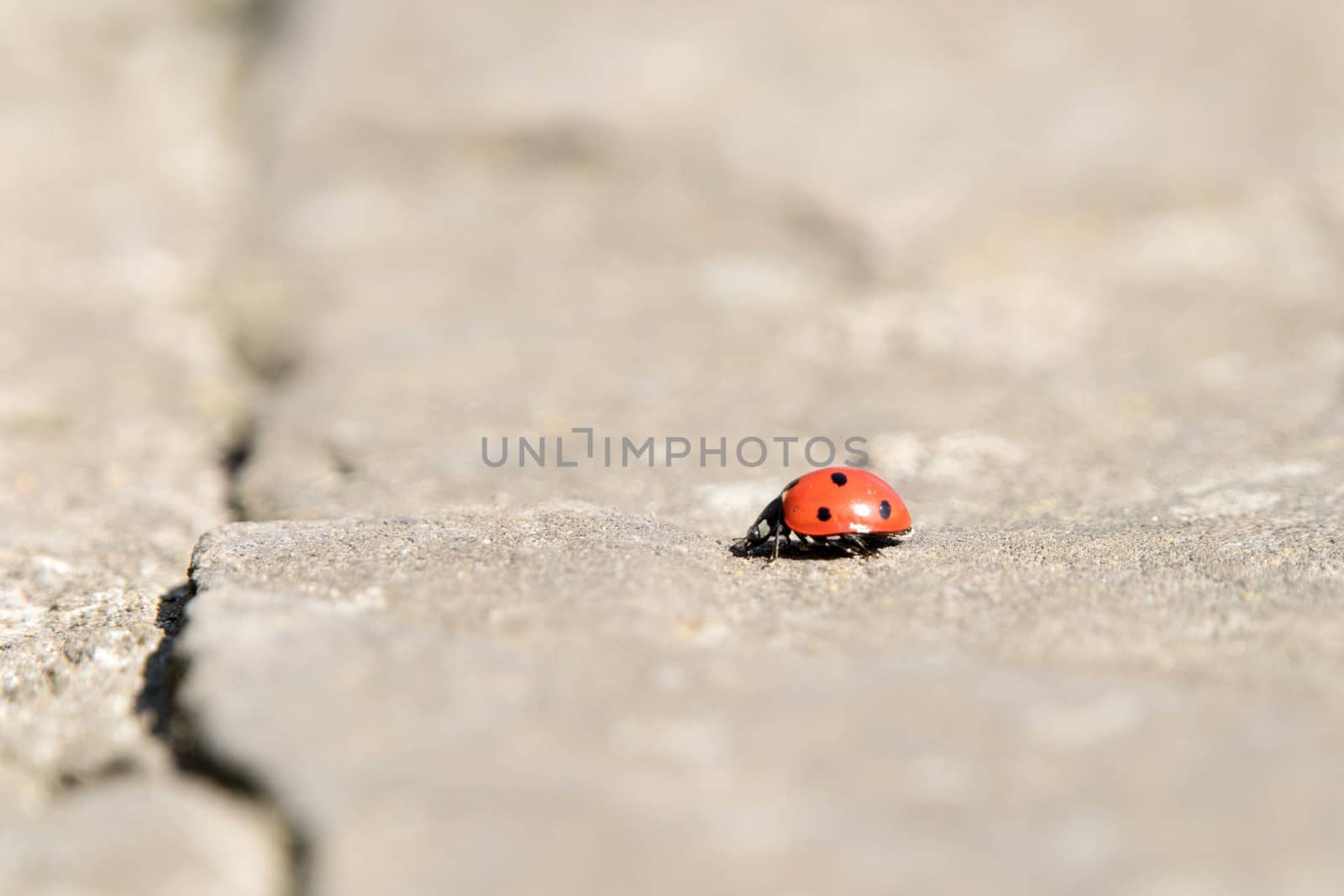 Ladybug is running. Beautiful nature