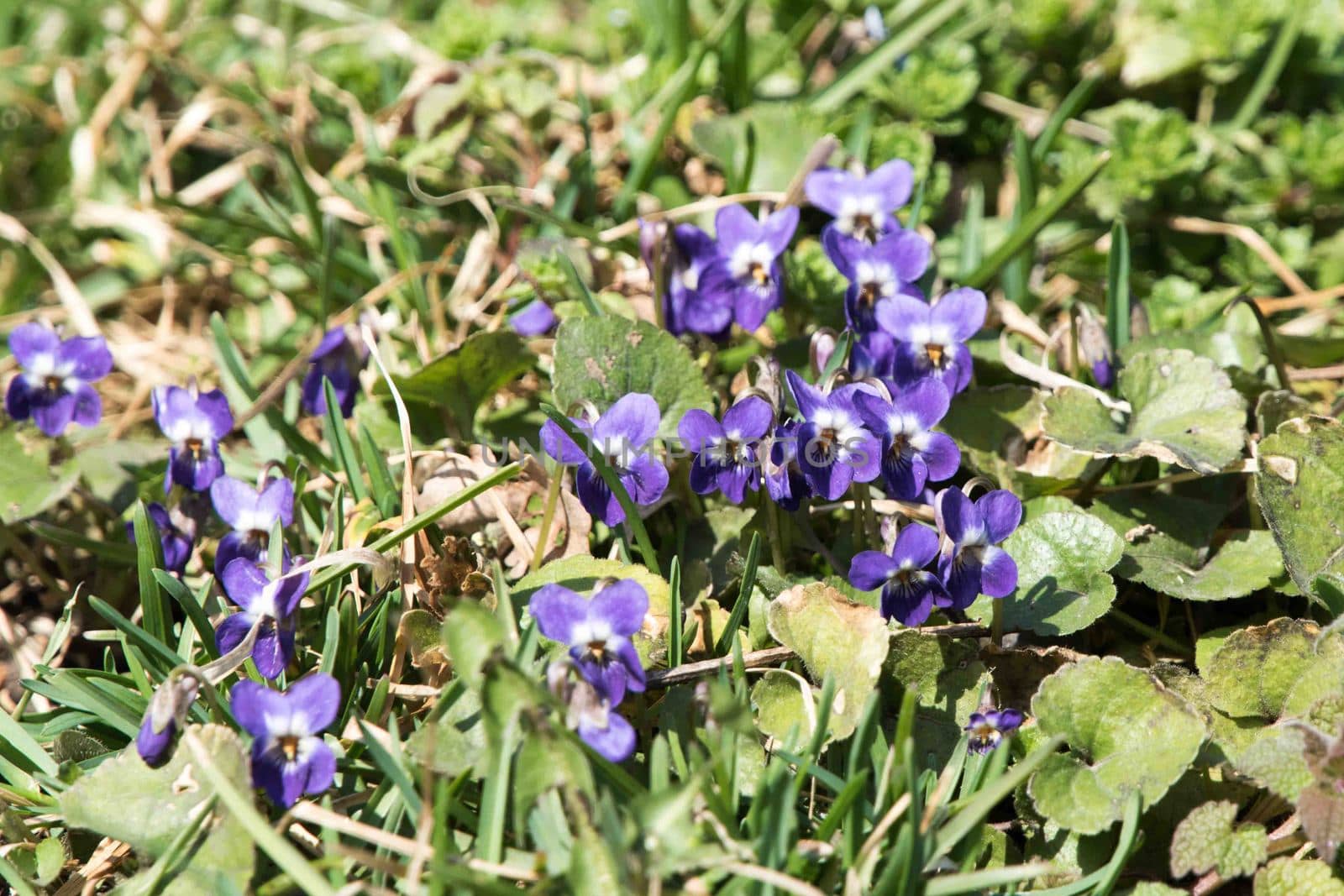 Flowers in the grass. Blue and violet flowers. 