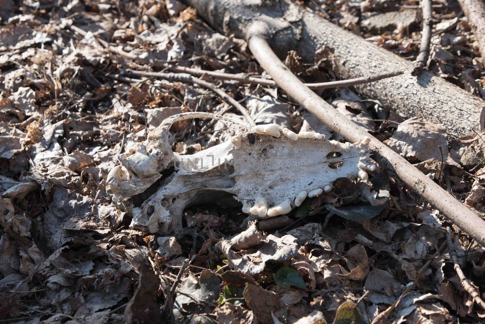 a skull in the forest on the leafs. Old dog skull in the grass. Fang. Cutout of canine dog skull with jagged teeth.