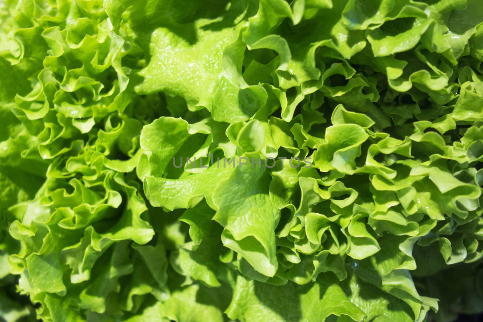 Fresh fruits and vegetables at the grocery store