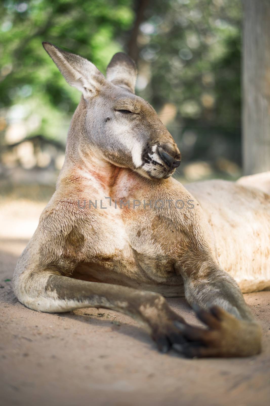 Kangaroo outside during the day. by artistrobd