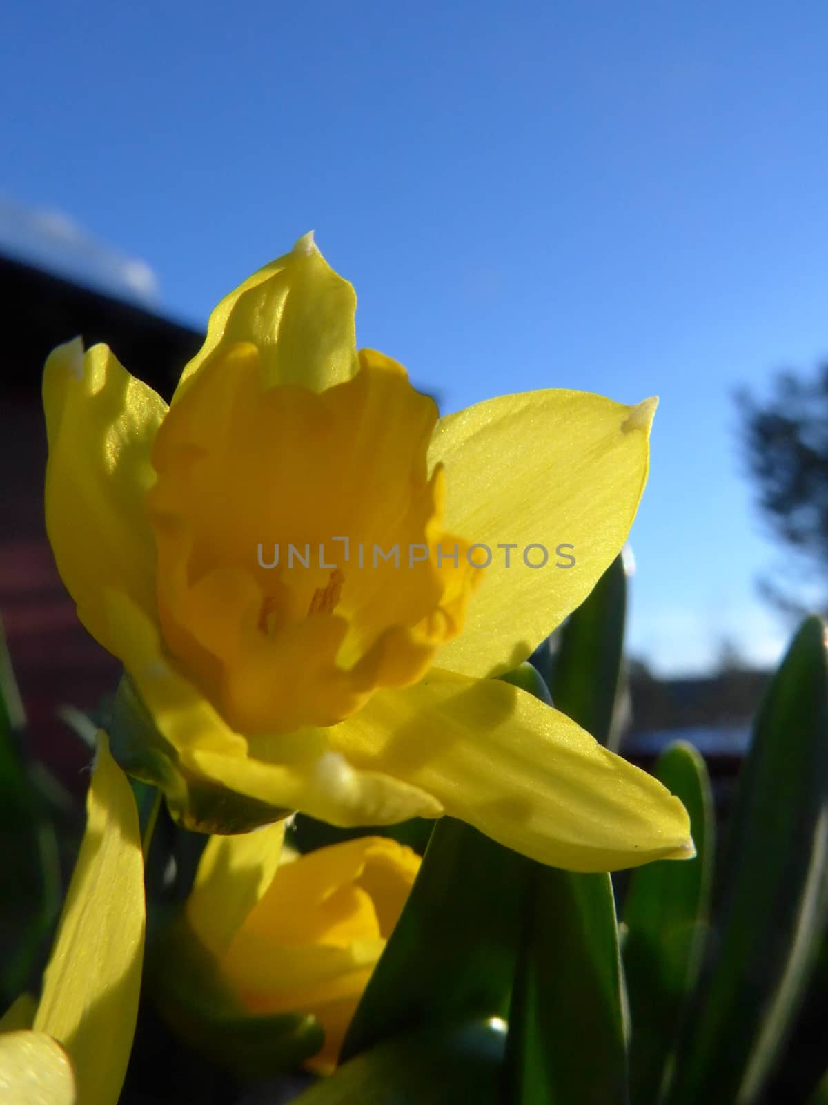 yellow daffodil in the sun , Easter