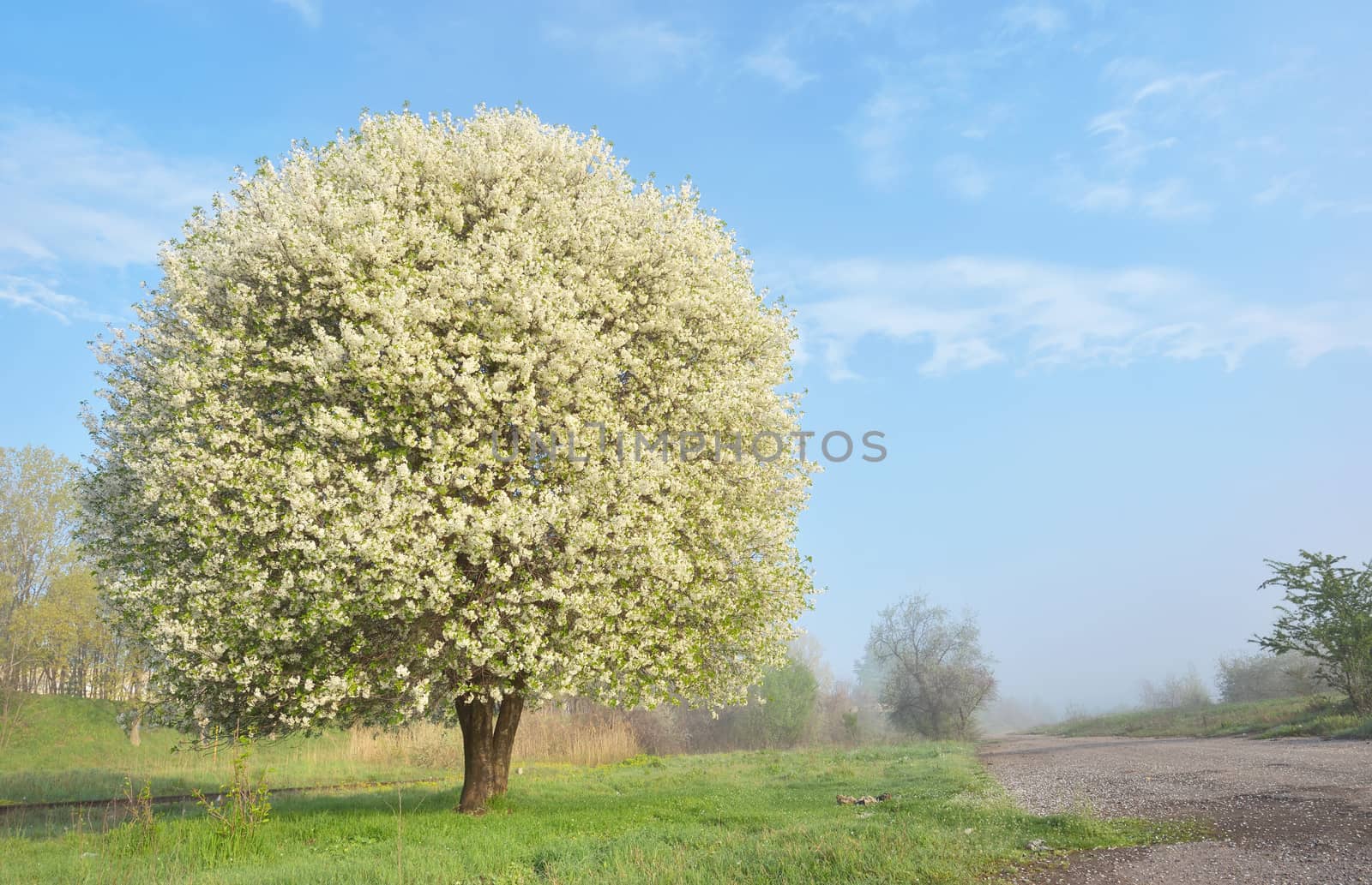 One blooming cherry tree near of the road