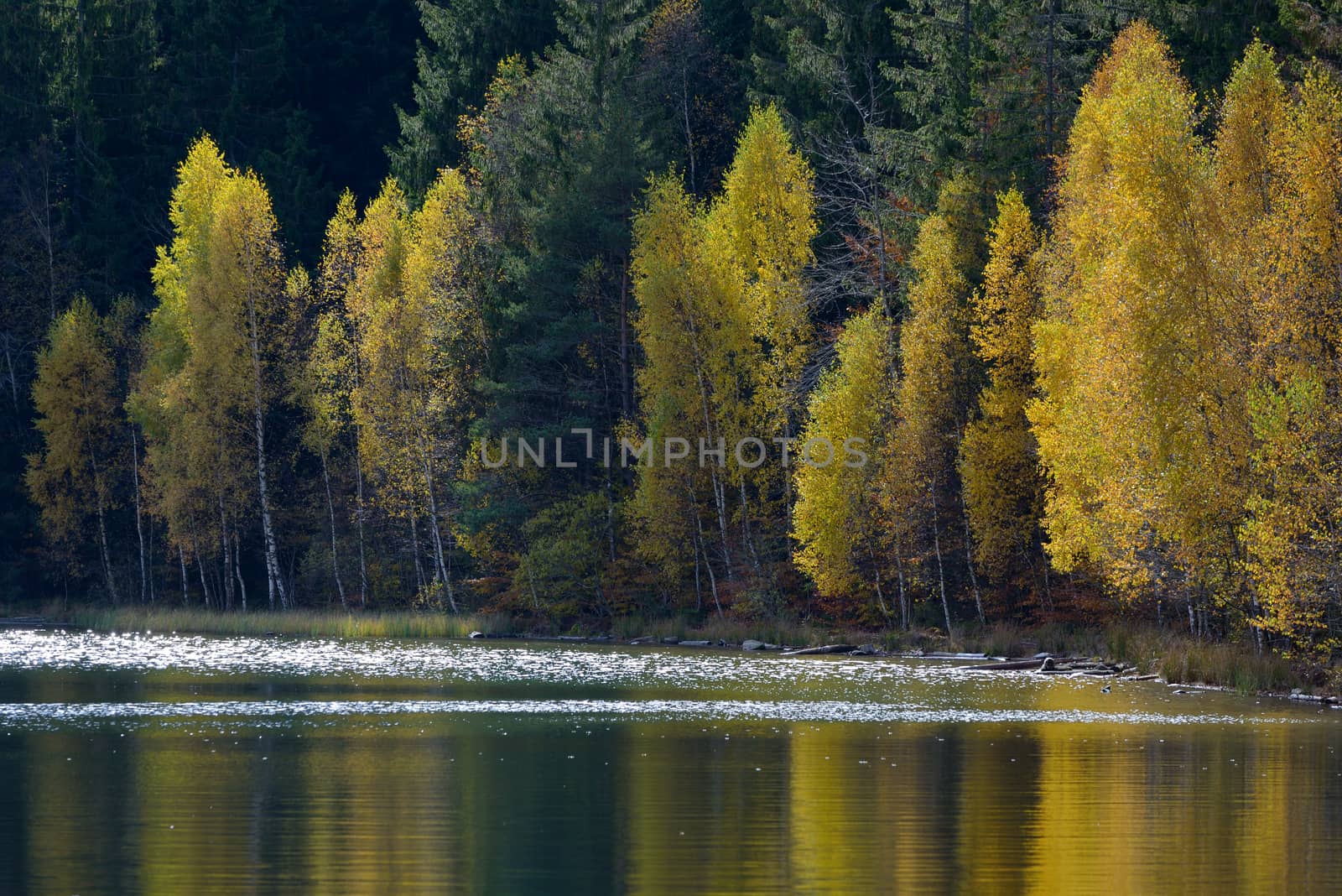 Autumn  with the yellow foliage by jordachelr