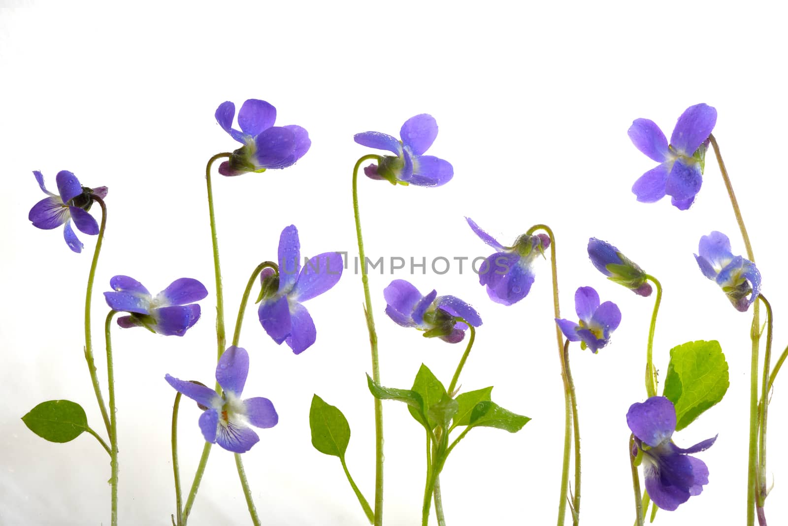 Viola odorata flowers on white background