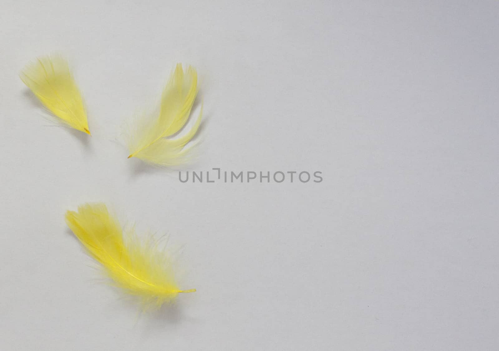 Easter card, three yellow feathers on a white background
