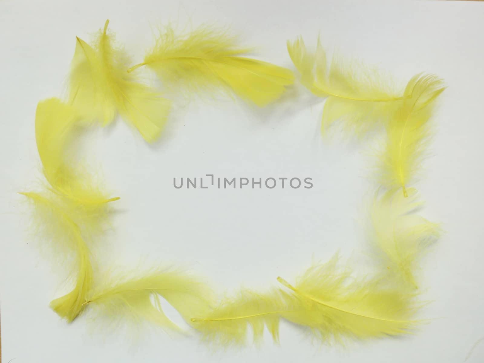 yellow feathers forming a square on a white background