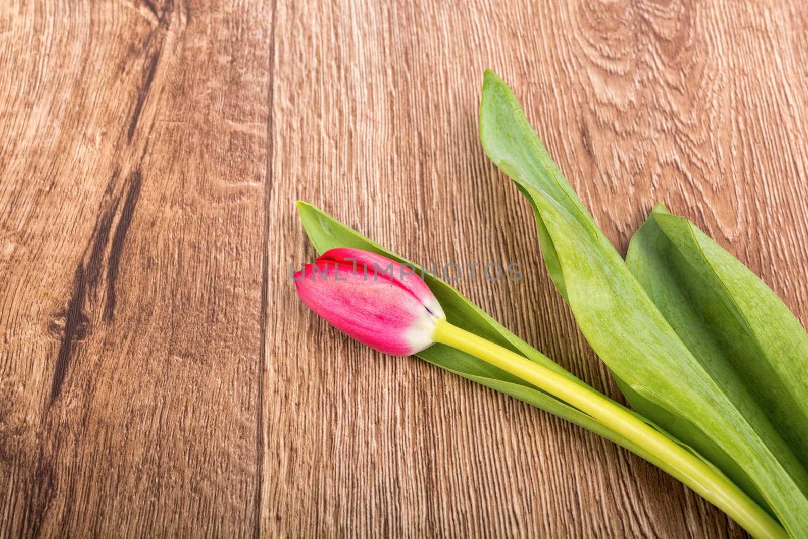 Violet tulips on a brown wooden background