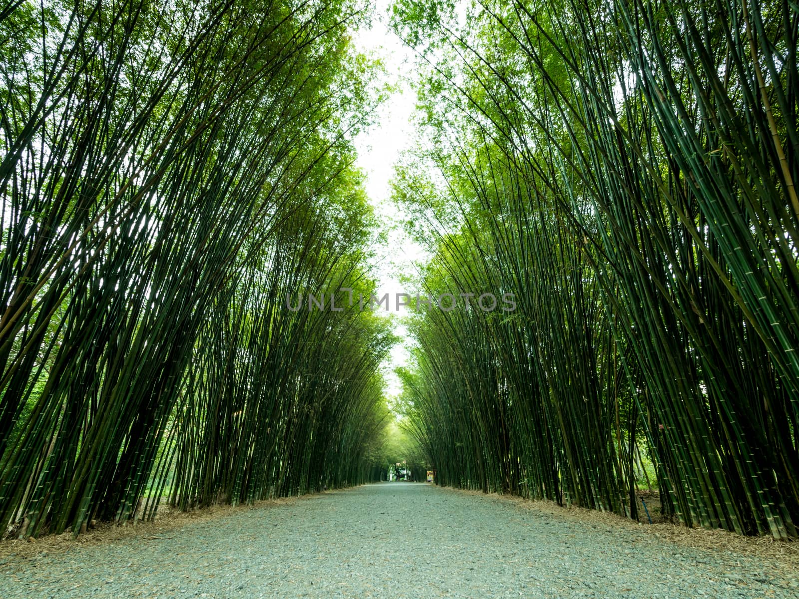 Tunnel bamboo trees and walkway. by lavoview