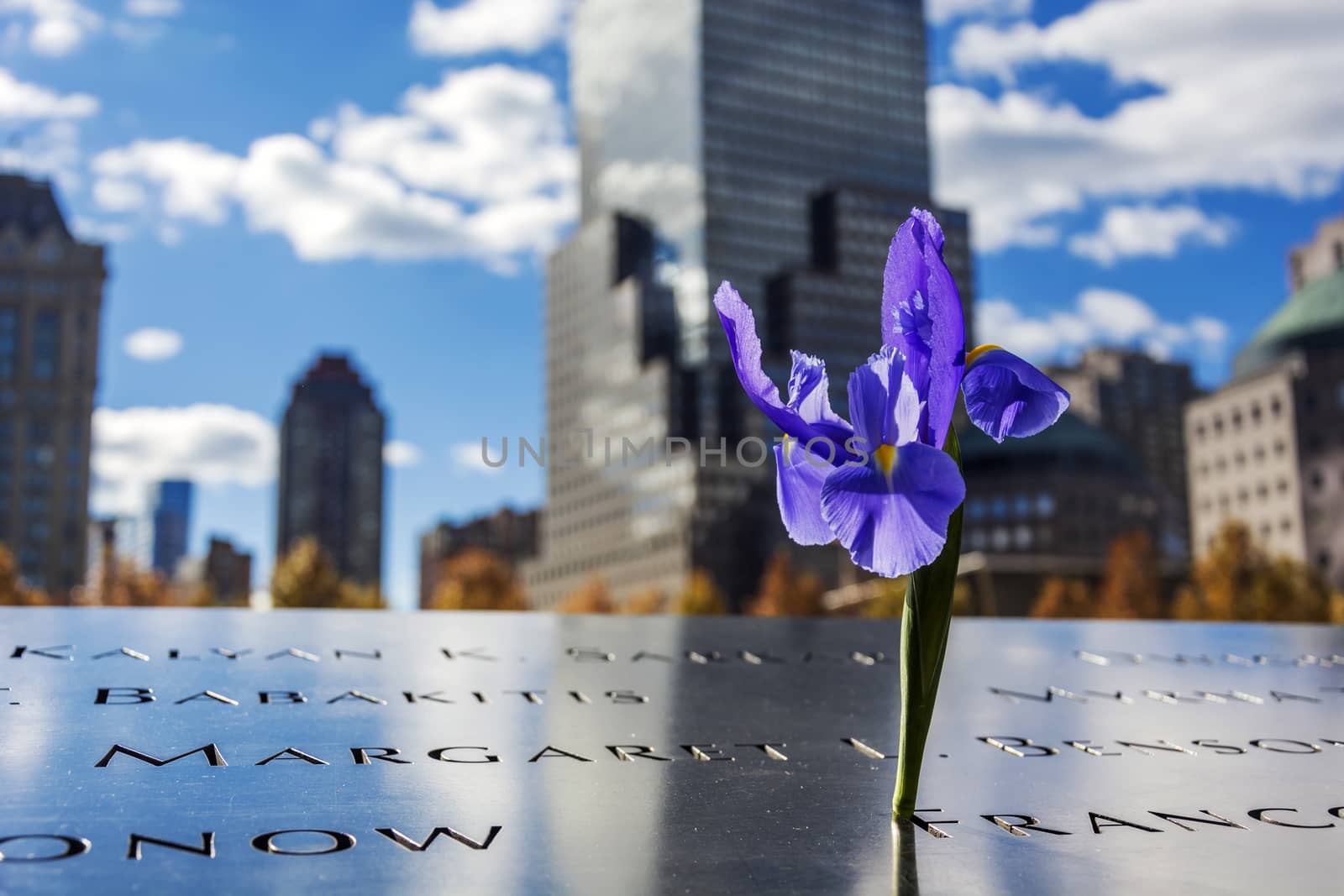 flower at the 911 memorial world trade center, New York