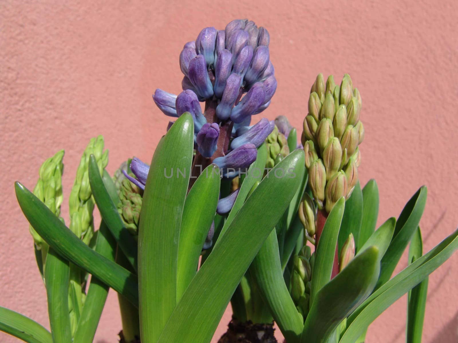 Flower hyacinth Hyacinth. Hyacinths bloom in early spring are bright and very fragrant flowers.