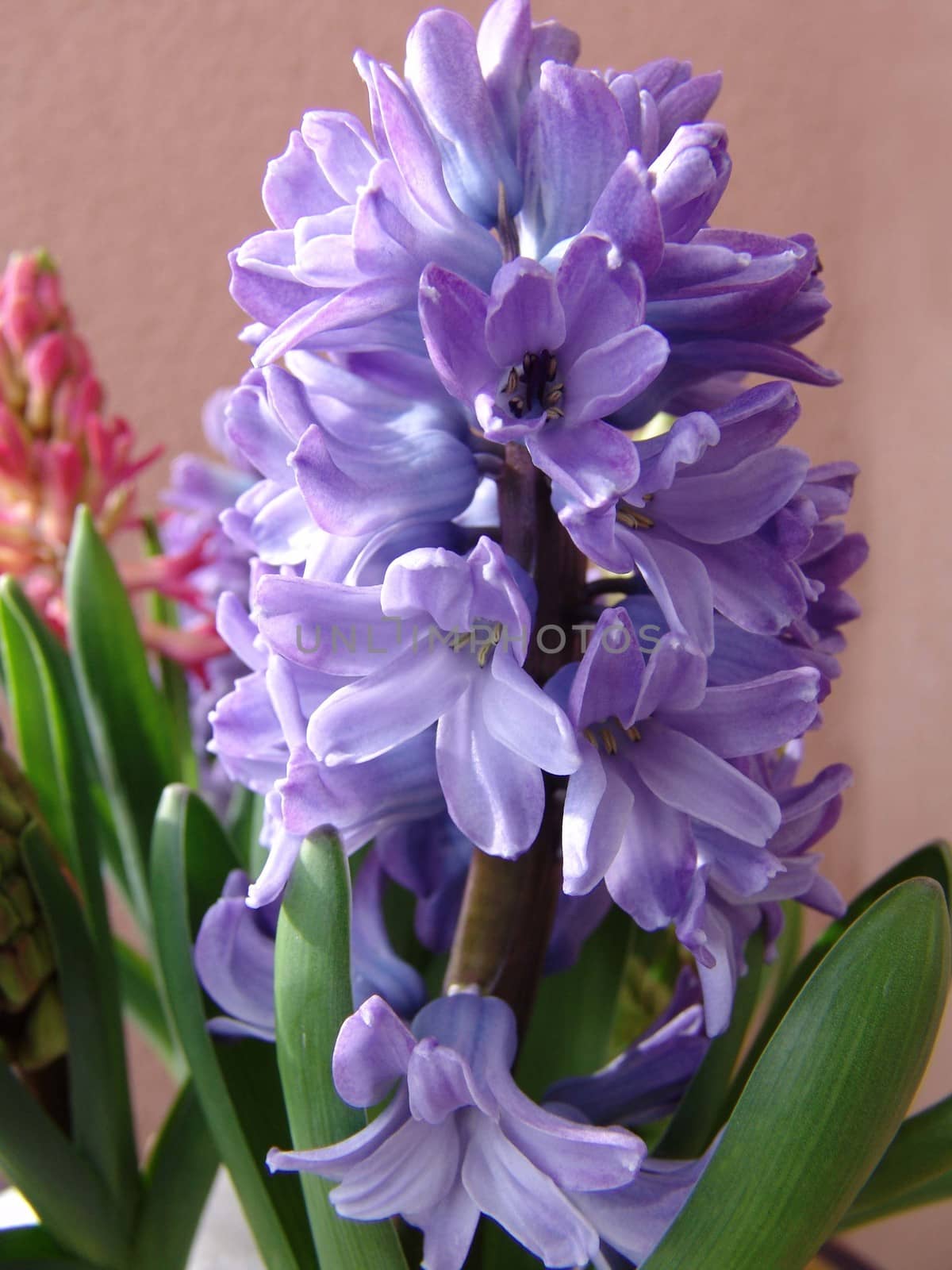 Flower hyacinth Hyacinth. Hyacinths bloom in early spring are bright and very fragrant flowers. by elena_vz