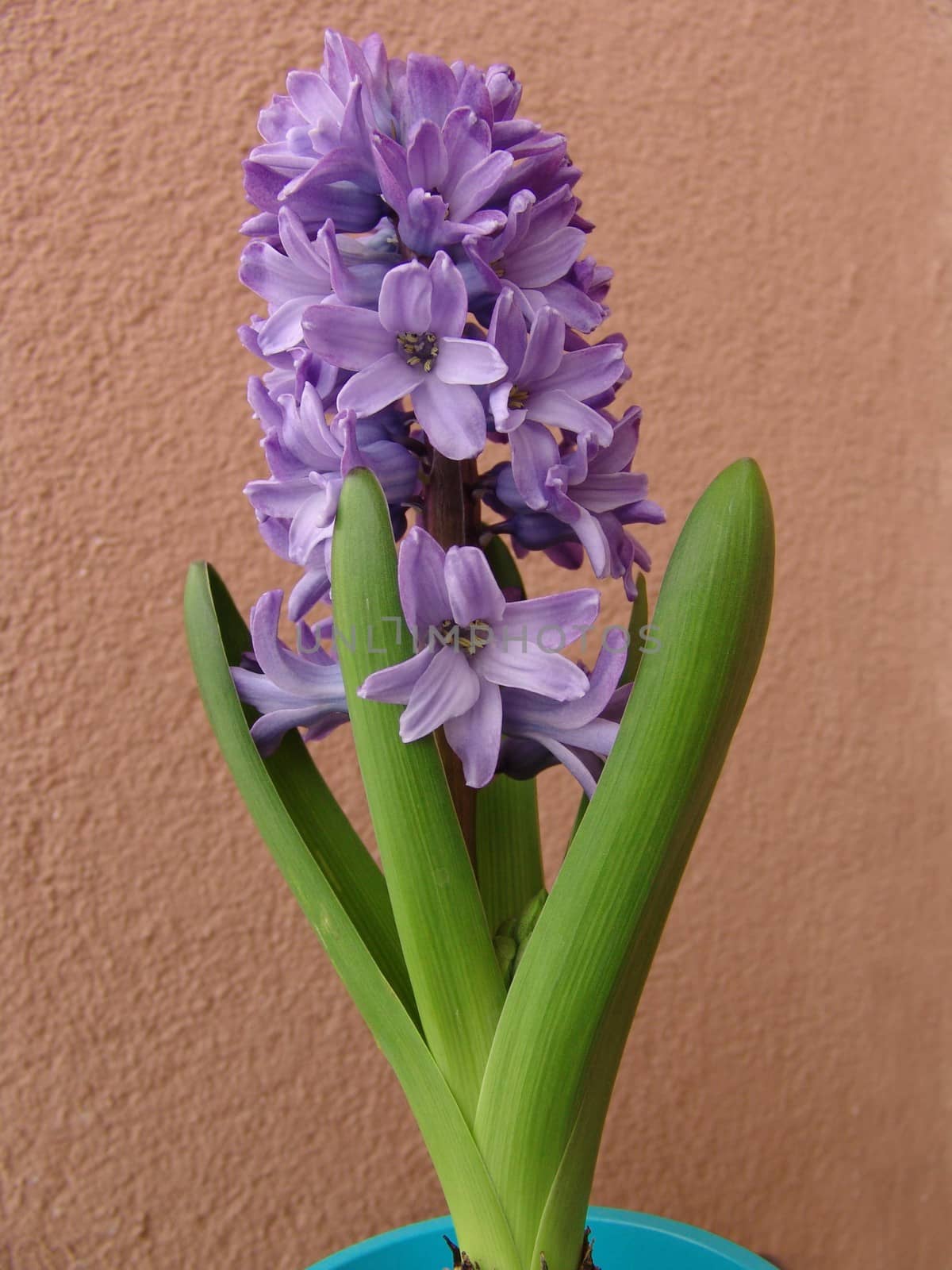 Flower hyacinth Hyacinth. Hyacinths bloom in early spring are bright and very fragrant flowers. by elena_vz