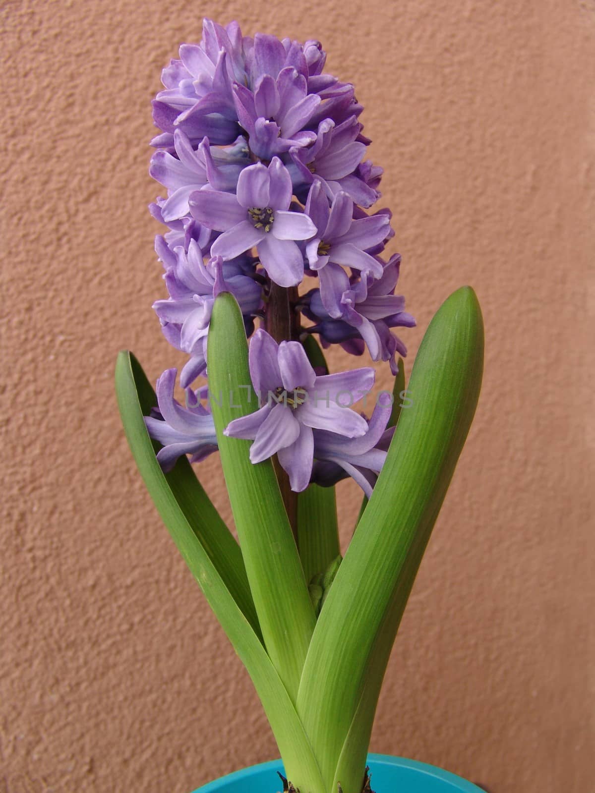 Flower hyacinth Hyacinth. Hyacinths bloom in early spring are bright and very fragrant flowers.