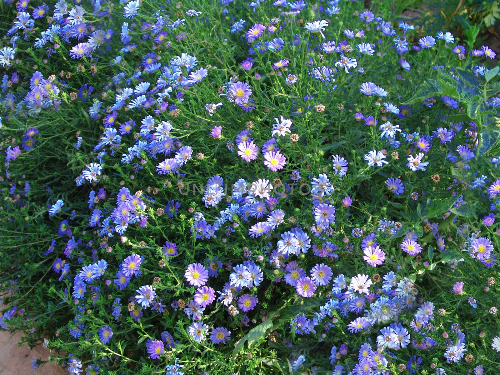blue flowers by elena_vz