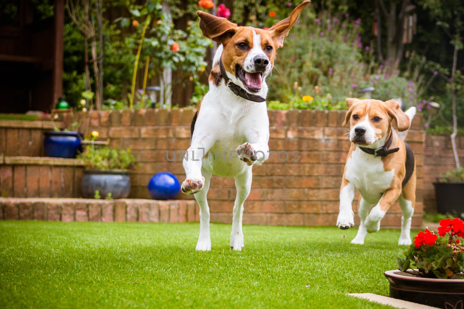 beagle dog running on some grass in park or garden