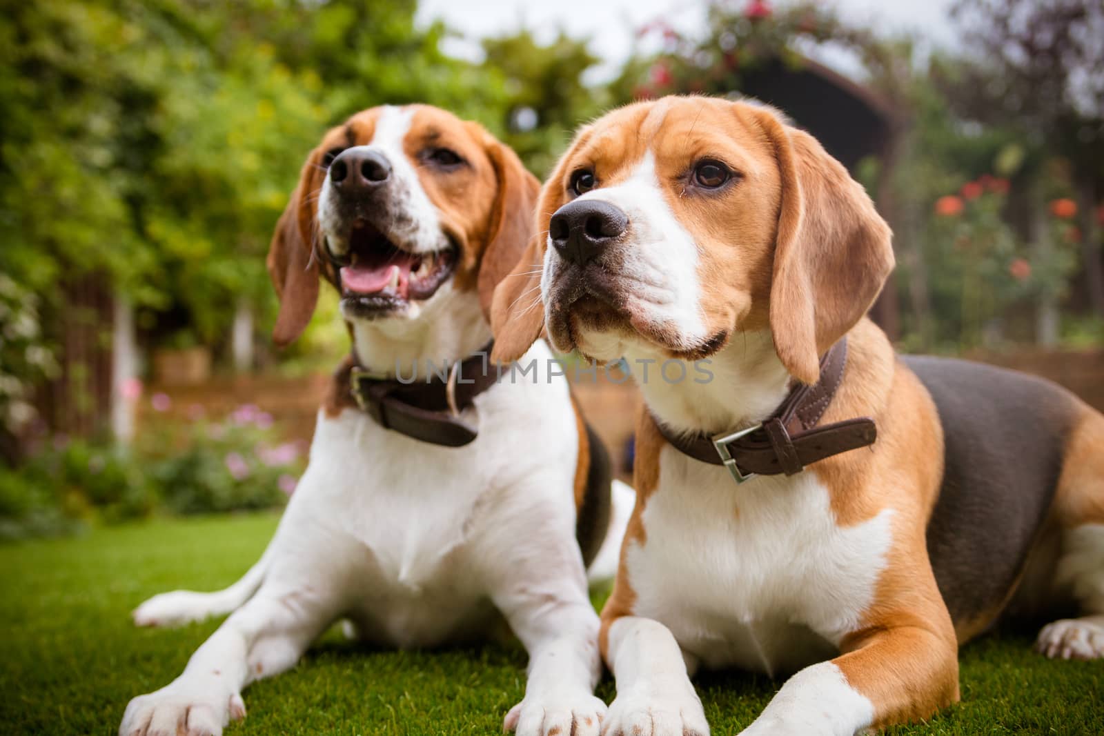 beagle laying on some grass in park or garden