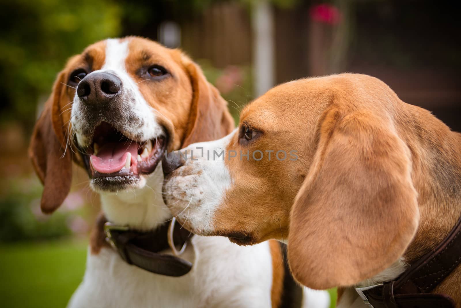 beagle laying on some grass in park or garden