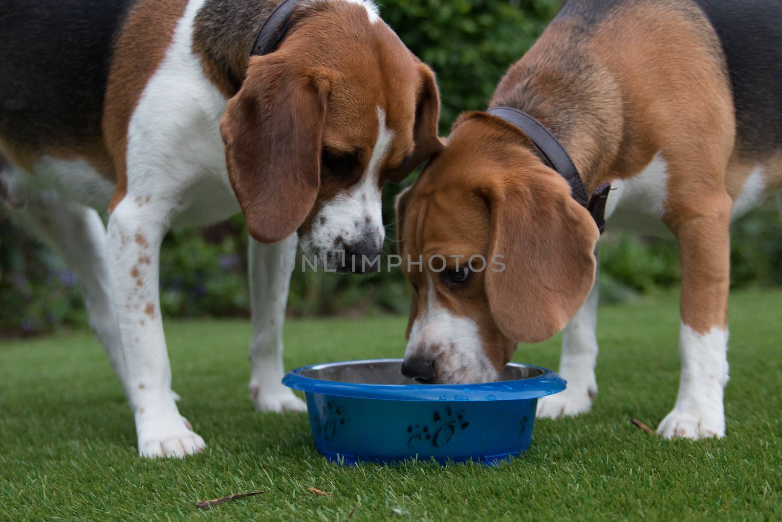 Pair of beagles eating dinner from a blue bowl







To Beatles eating breakfast from a blue ball