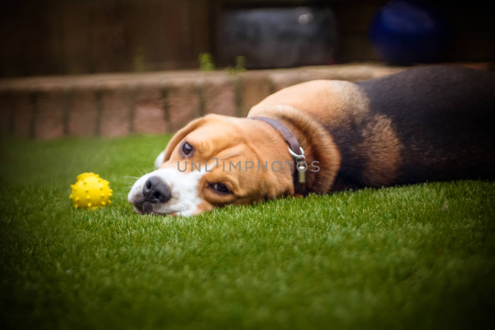 beagle laying on some grass in park or garden