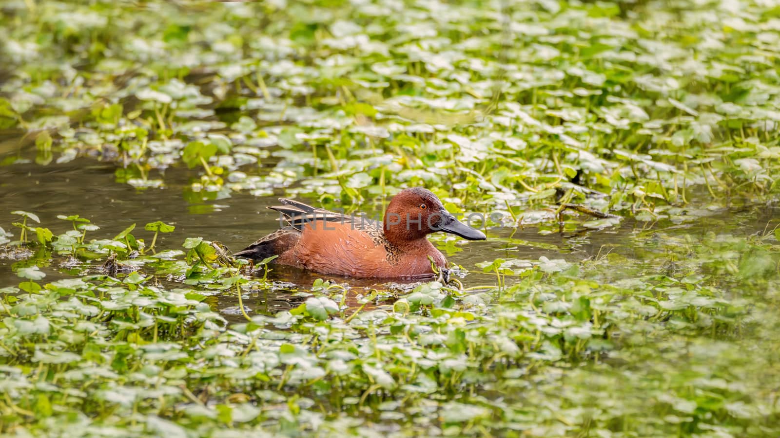 Wild Cinnamon Teal Duck in a Pond by backyard_photography
