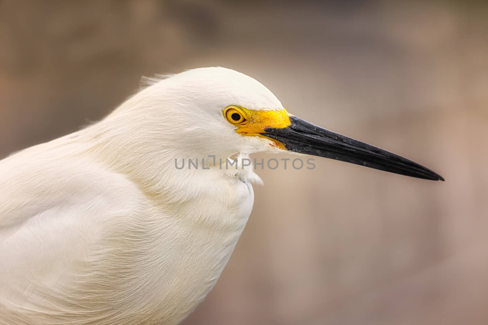 Wild Egret on the Atlantic Ocean, Florida, USA