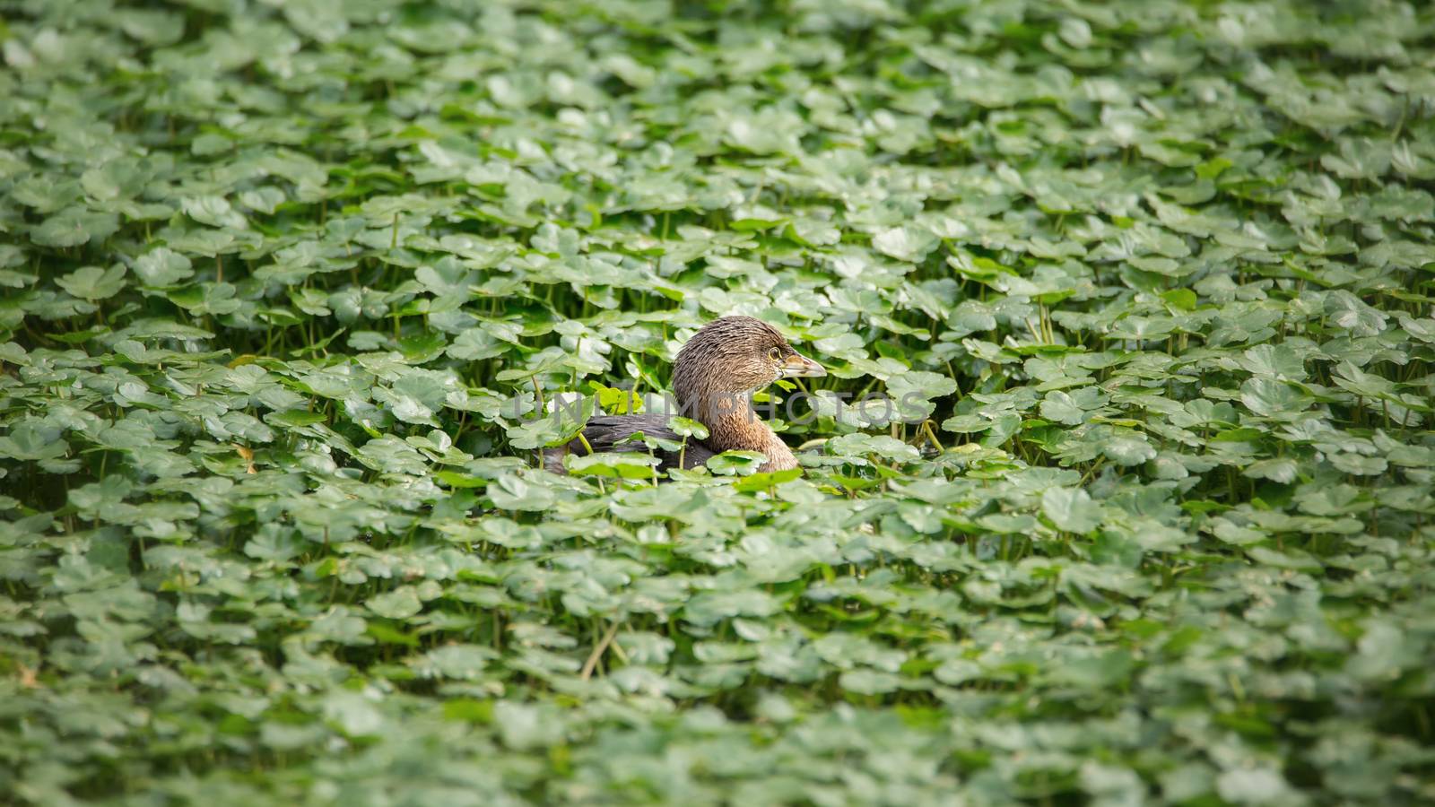 Juvenile Coot Swimming in a Pond, Color Image, Day