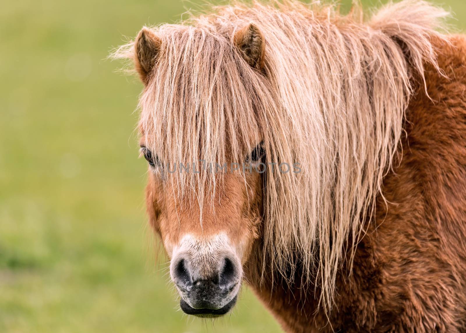 A mini horse looking straight at the camera.