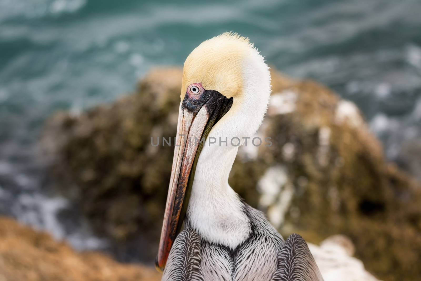 A close-up color image of a brown pelican. Florida, USA.