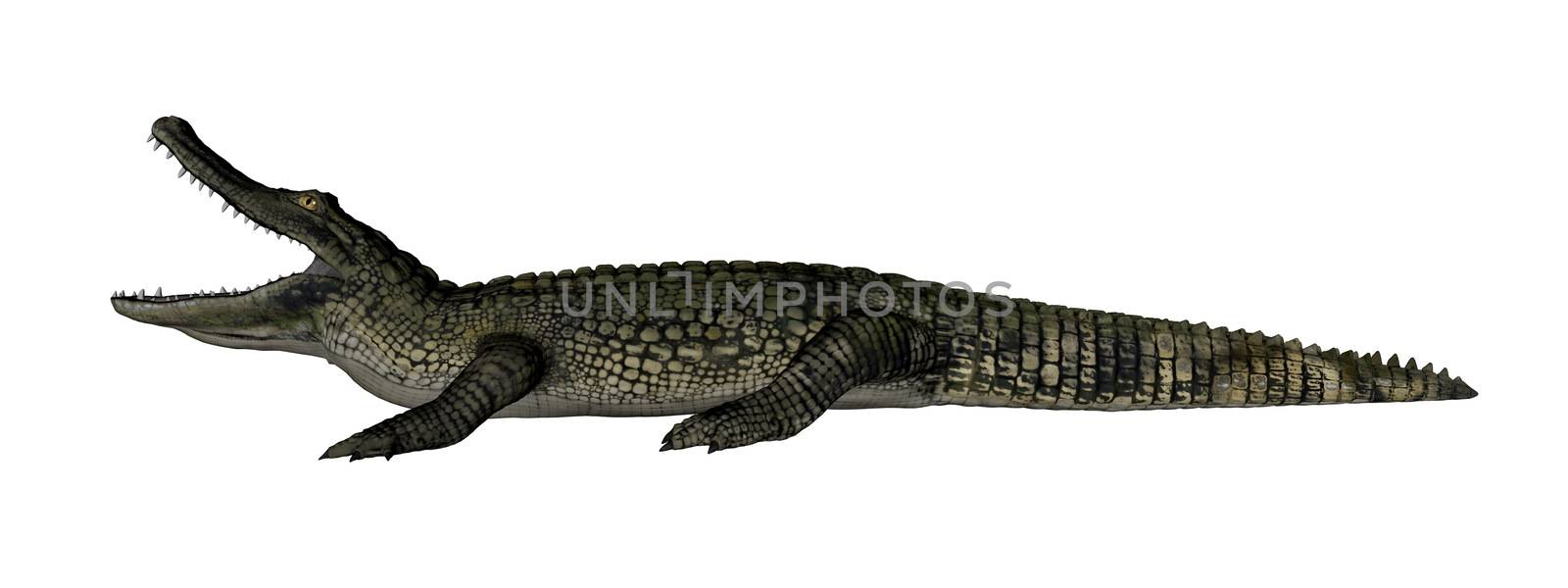 Caiman roaring isolated in white background - 3D render