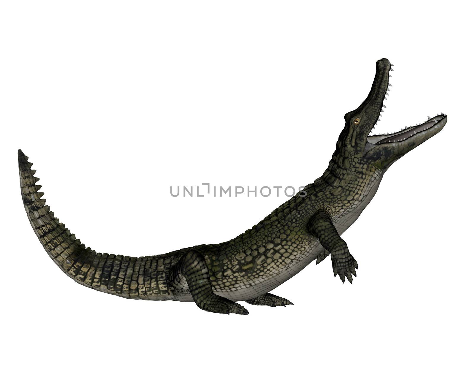 Caiman roaring up isolated in white background - 3D render