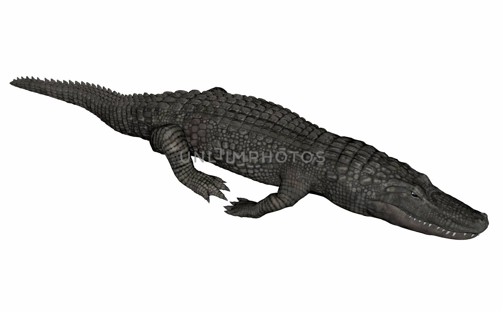 Crocodile relaxing isolated in white background - 3D render