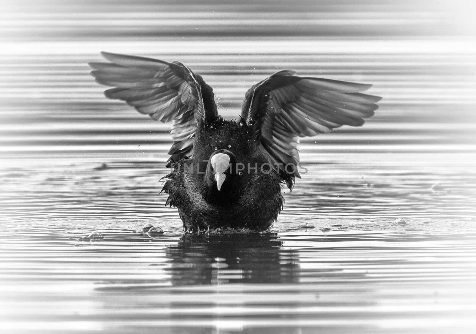 Eurasian or common coot, fulicula atra, duck landing on the water