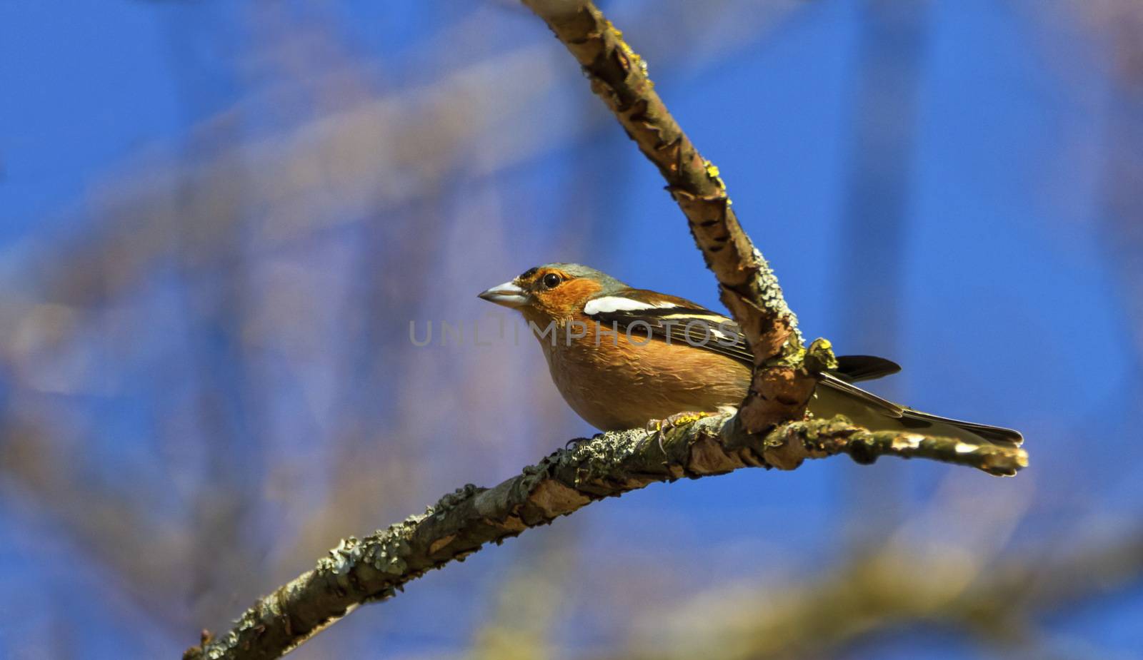 Male common chaffinch bird, fringilla coelebs by Elenaphotos21