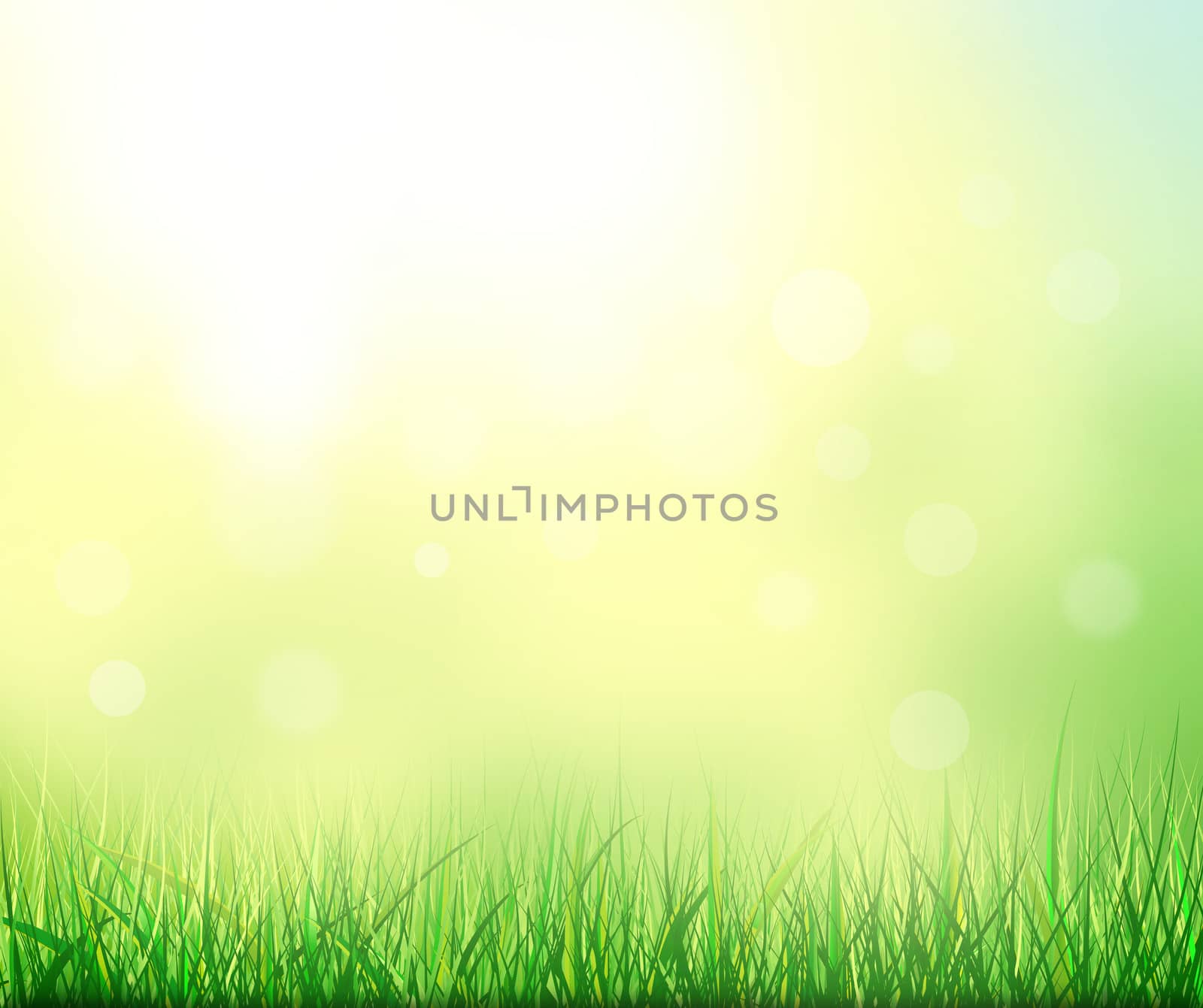 Abstract summer natural background. Grass in the background of sunlight.                                                          