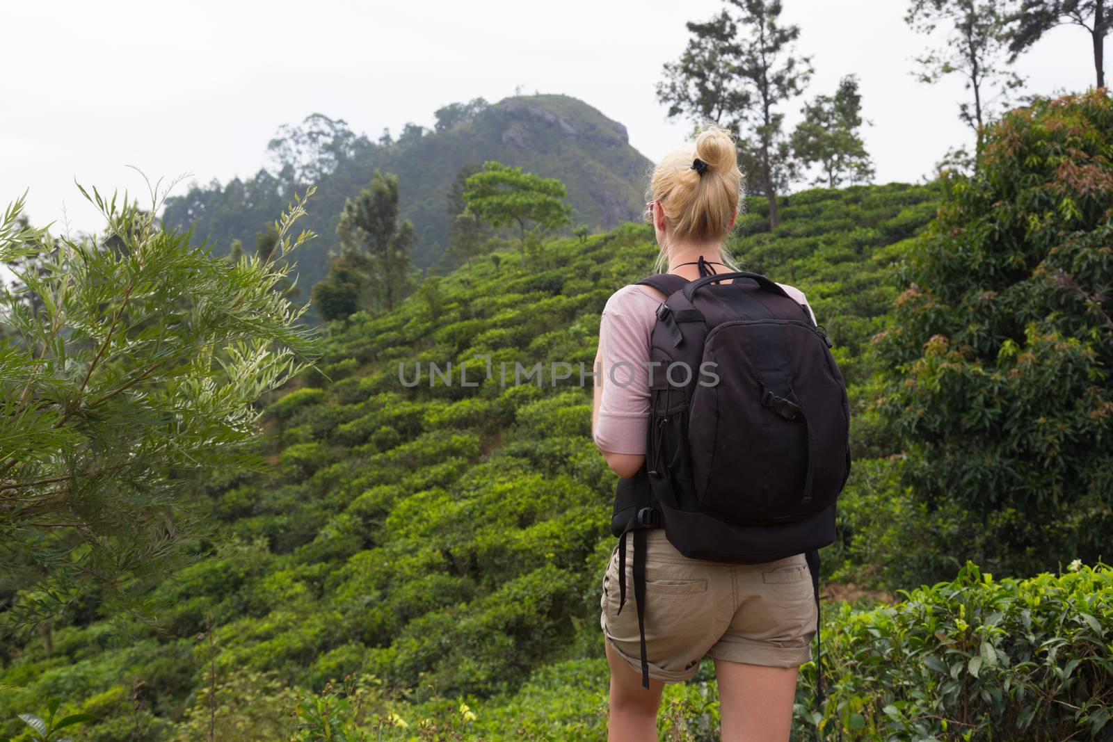 Active caucasian blonde woman enjoying fresh air and pristine nature while trekking among tea plantations near Ella, Sri Lanka. Backpacking outdoors tourist adventure.